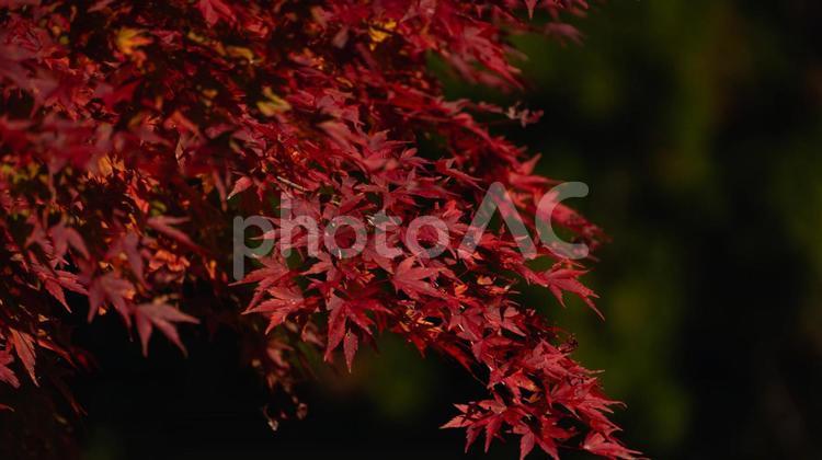 完全に紅葉したモミジやカエデの葉 紅葉,秋,もみじの写真素材