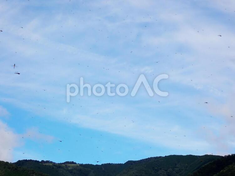 秋の空とトンボの群れ 秋,空,トンボの写真素材