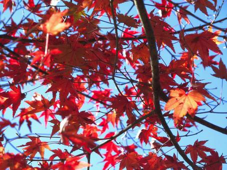 紅葉風景 紅葉風景 紅葉,秋,青空の写真素材