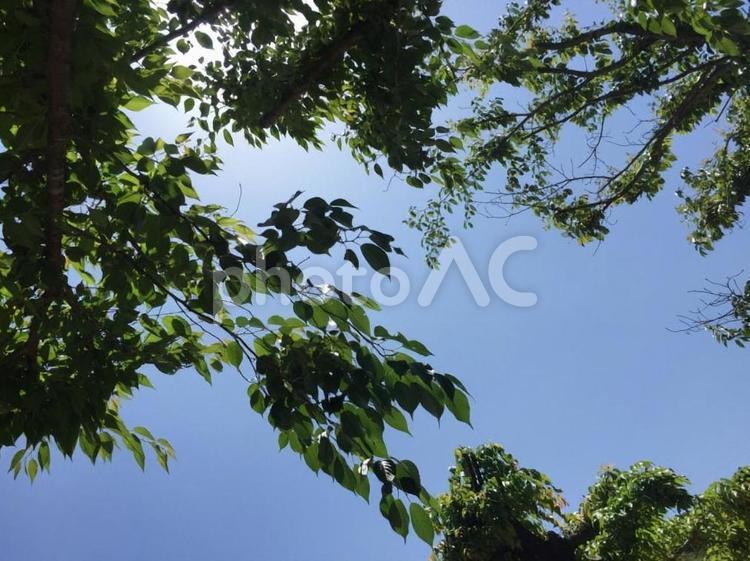 木漏れ日 木,自然,空の写真素材