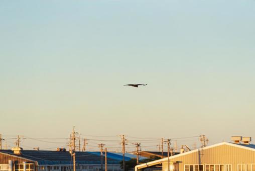 大空から獲物を探すトビ 大空から獲物を探すトビの写真