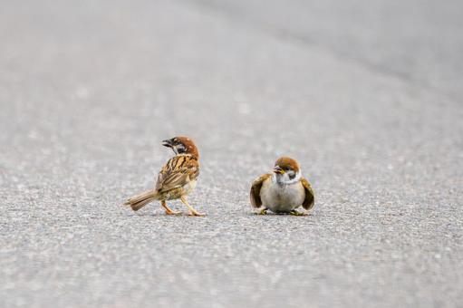 スズメ(38) スズメ(38)の写真
