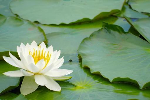 Water Lily, JPG Water Lily, JPG