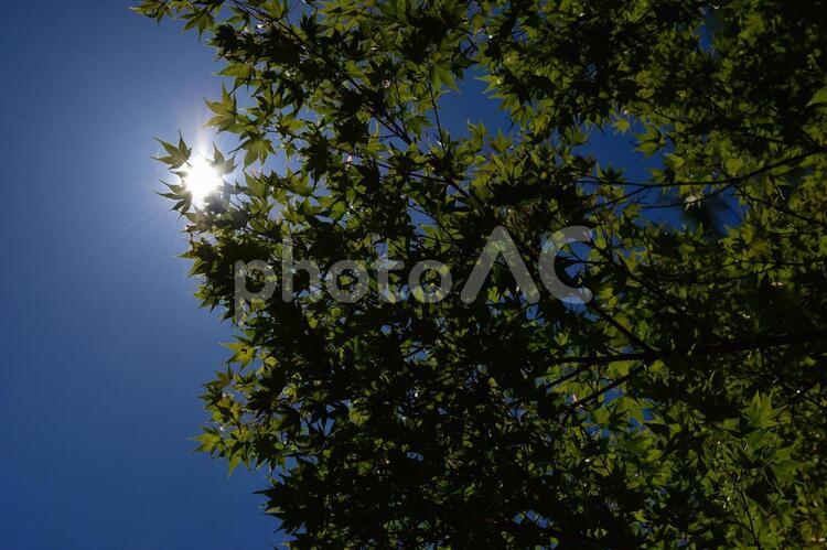 木漏れ日 木漏れ日,初夏,もみじの写真素材