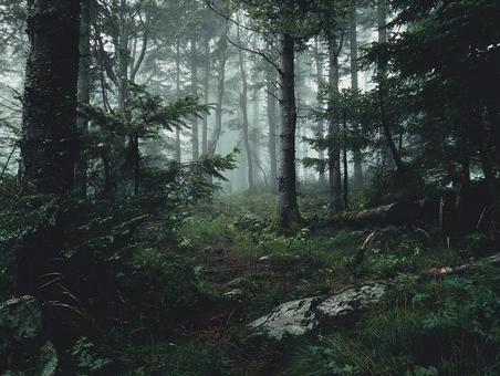 木々が茂る暗い森の奥 木々が茂る暗い森の奥の写真