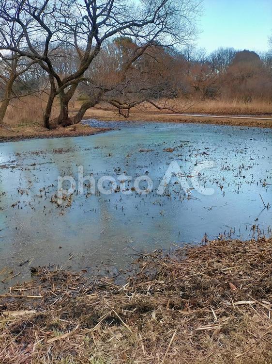 枯れ木と冬の池 水面,池,寒空の写真素材