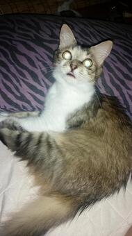 Photo, cat, a pet, kitten, 