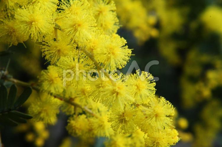 ミモザ・銀葉アカシア　クローズアップ 花木,早春,鮮やかなの写真素材