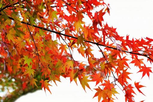 紅葉するもみじ 紅葉,植物,もみじの写真素材
