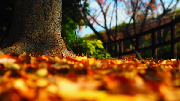 木の根元に積もった落ち葉 木の根元に積もった落ち葉 秋,10月,公園の写真素材
