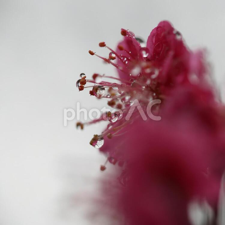 雨に濡れた梅の花 花,梅,梅の花の写真素材