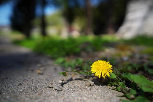 タンポポ タンポポ タンポポ,たんぽぽ,花の写真素材