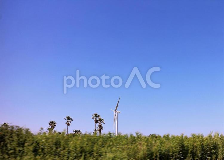 風力発電のプロペラと棕櫚の街路樹 風力発電,プロペラ,街路樹の写真素材