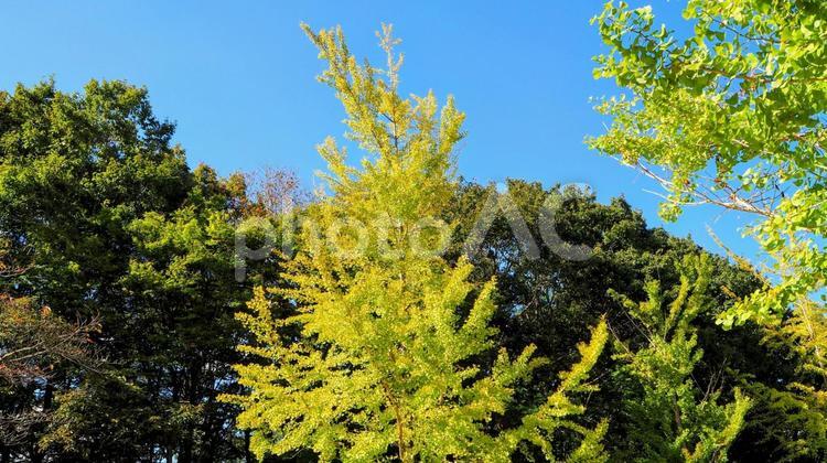 秋の秩父ミューズパーク・銀杏の木・秩父市 秋,イチョウ,秩父ミューズパークの写真素材