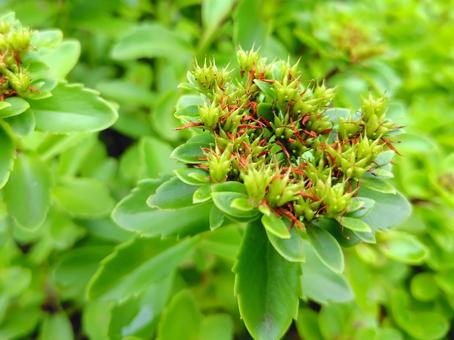 キリンソウ果実 キリンソウ果実 麒麟草,ベンケイソウ,多肉植物の写真素材