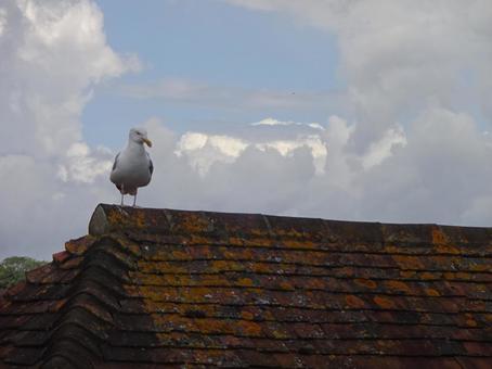 屋根の鳥の写真