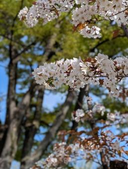 Photo, cherry blossoms, yoshino yoshino, tajima danchi, 