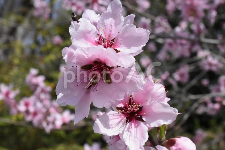 春分過ぎの神代植物公園のアーモンドの花 アーモンド,春の花,ピンクの花の写真素材