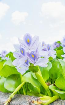 water hyacinth and sky, JPG