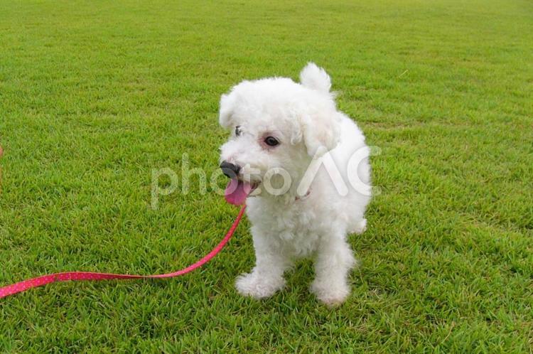ビションフリーゼと緑の芝生 ビションフリーゼ,犬,ペットの写真素材