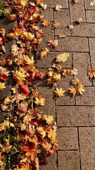 秋の落ち葉 秋,もみじ,地面の写真素材