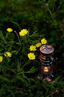 黄色い花とランタン 花,自然,植物の写真素材