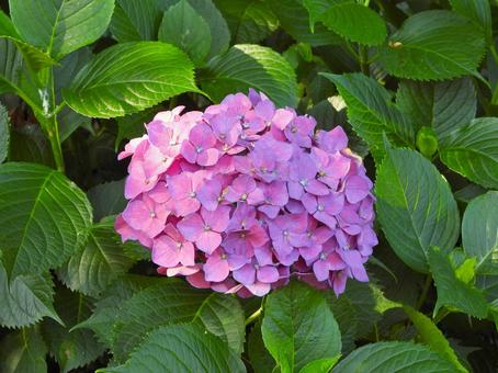 ピンクのアジサイの花 ピンクのアジサイの花の写真