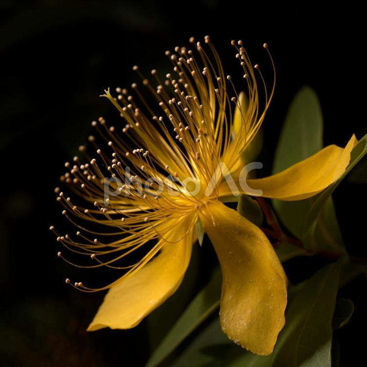 光に輝くビヨウヤナギの花 ビヨウヤナギ,美容柳,黄色の写真素材