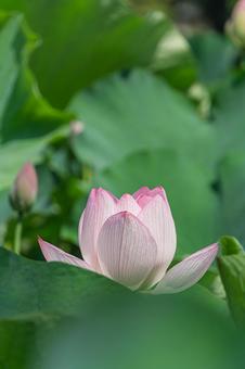 蓮の花 蓮の花の写真