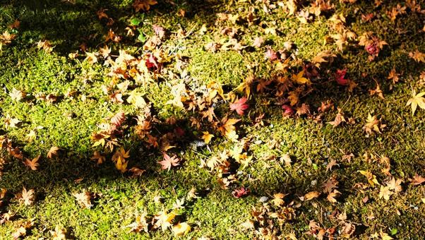 芝生に落ちた紅葉 自然,葉っぱ,植物の写真素材