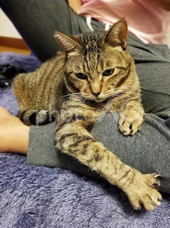 腕を伸ばしたキジトラ猫 猫,ネコ,キジトラの写真素材