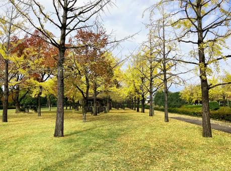 秋の景色　イチョウが並ぶ公園 イチョウ,イチョウの木,木の写真素材