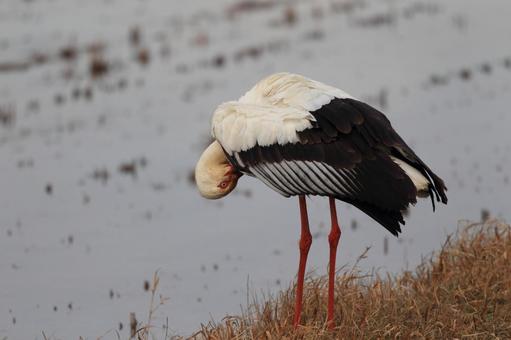 コウノトリ コウノトリの写真