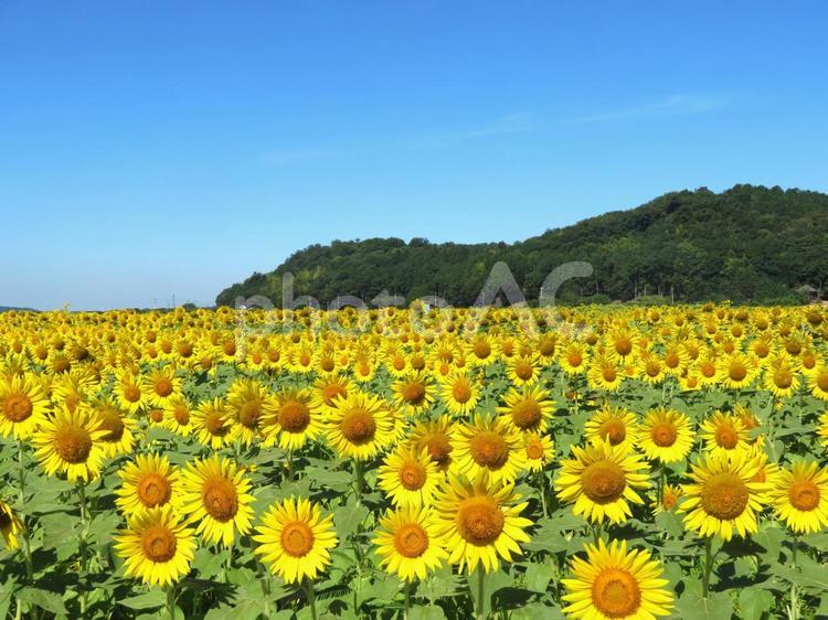 益子町のひまわり畑 ひまわり畑,向日葵,ひまわりの写真素材