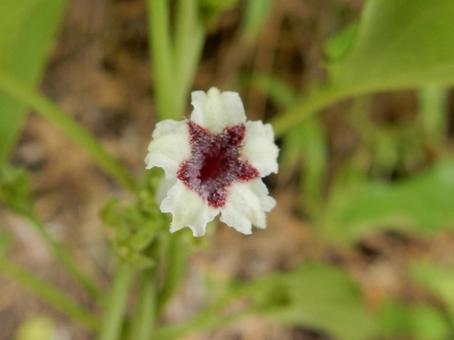【花の写真】ヘクソカズラ 【花の写真】ヘクソカズラ ヘクソカズラ,屁糞葛,植物の写真素材
