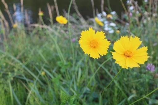 黄色 花 黄色 花の写真