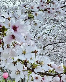 春満開 春満開 桜,風景,春の写真素材