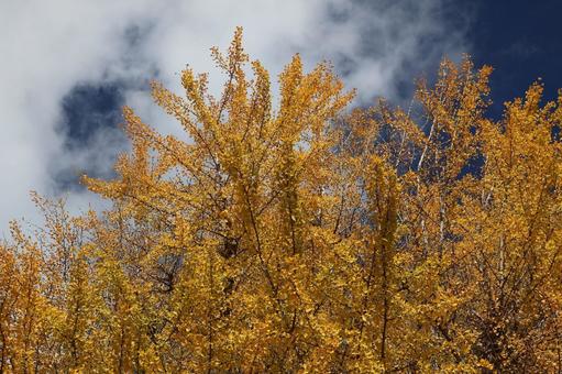 白い雲と青空と黄色に色づく銀杏並木 白い,雲,青空の写真素材