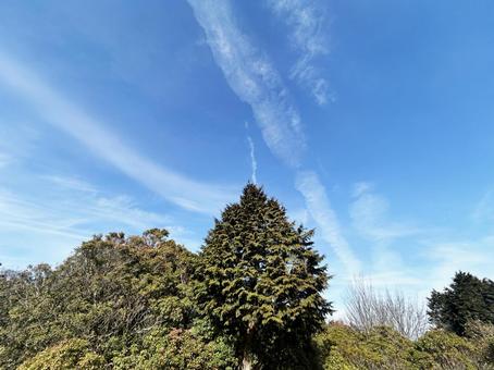 Trees and calm sky, JPG Trees and calm sky, JPG