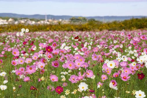 自然干陸地フラワーゾーンのコスモス 自然干陸地フラワーゾーンのコスモス コスモス,秋桜,コスモス園の写真素材