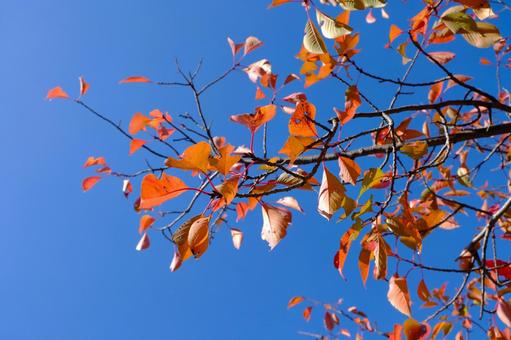 真っ青な秋空に映える紅葉の葉 紅葉,赤,オレンジの写真素材
