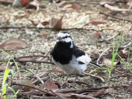 Photo, bird, bakkery, birdie, 