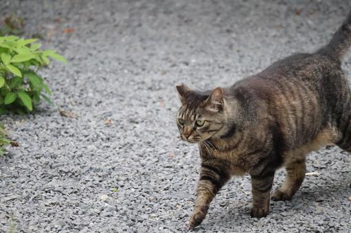 石砂利の道を歩くトラ猫 石砂利の道を歩くトラ猫の写真