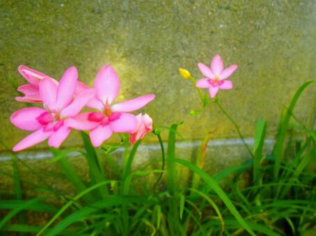 ヒメヒオウギの写真