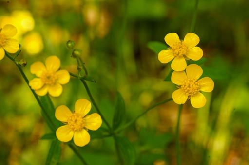 Yellow buttercup flower, JPG