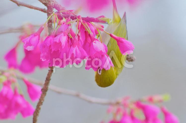 メジロとカンヒザクラ 目白,寒緋桜,鳥の写真素材