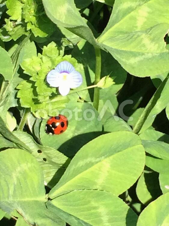 テントウムシ クローバー,テントウムシ,夏の写真素材