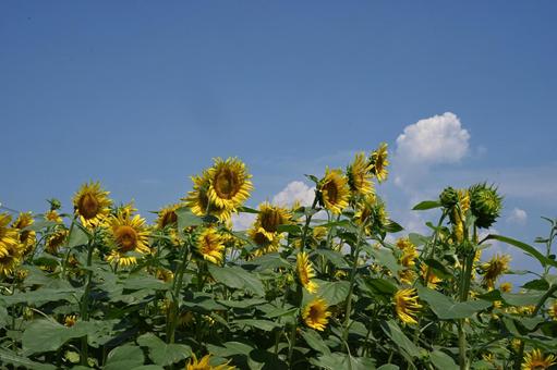Sunflowers and blue sky, JPG