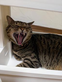 あくびするネコ あくびするネコ ネコ,キジトラ,ペットの写真素材