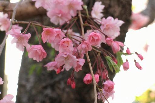 [Flower photo] Weeping cherry blossom, JPG